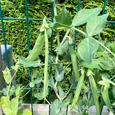 Bed & Breakfast Confort Du Tilleul